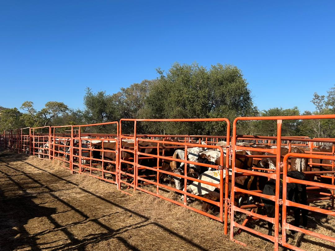 CC Sales Portable Sales Pens Setup